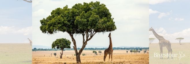 Gran Muralla verde de Africa